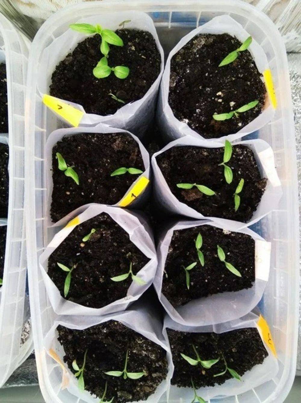 Полиэтиленовый рукав для рассады 8см х 500м  40 мкм (белый) пакеты для рассады