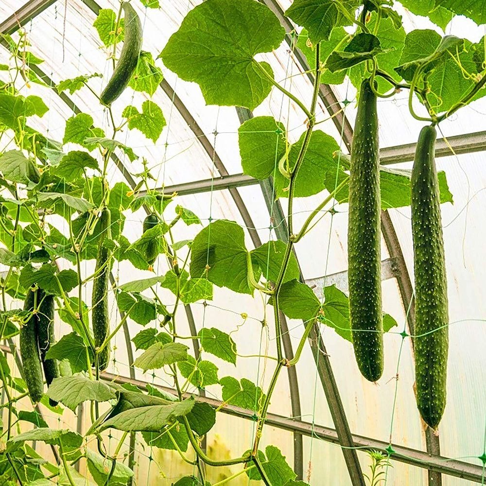 Огуречная сетка 1.7х50м  Шпалерная сетка для подвязки вьющихся растений.