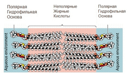 Аппарат для RF–лифтинга и электропорации «CareBuiw»