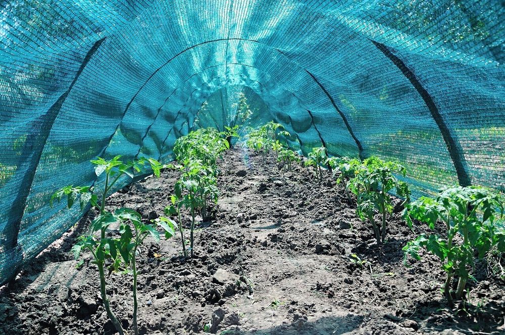 Парник из затеняющей сетки 80% (длинна-6м, ширина-120см, высота-80см,).