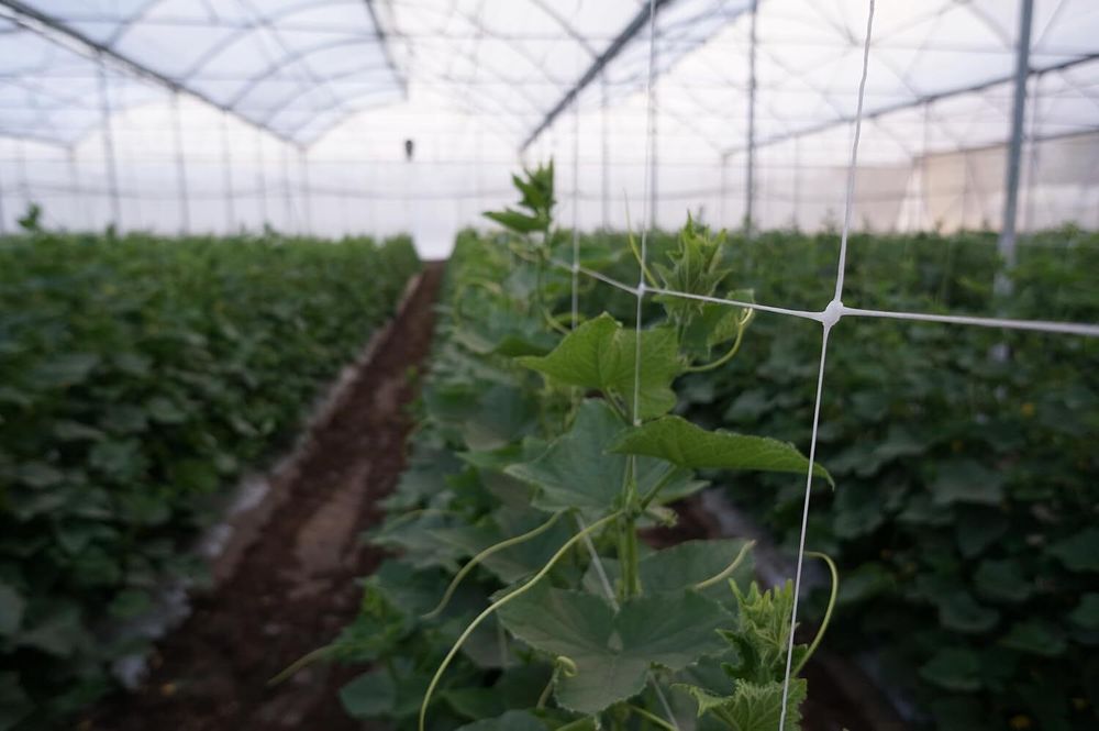 Огуречная, шпалерная сетка белая 1.7х500 м ТМ"Shadow" (Чехия)