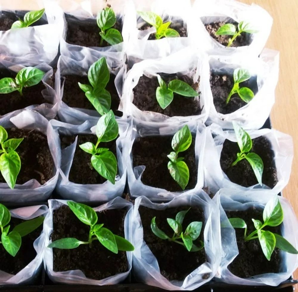 Полиэтиленовый рукав для рассады 8см х 500м  40 мкм (белый) пакеты для рассады