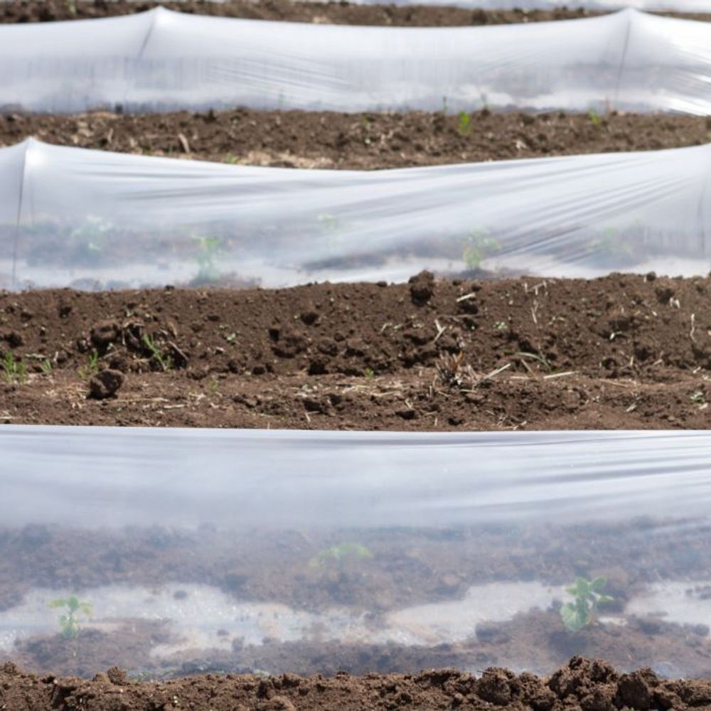 Пленка белая, 120 мкм, 6м/50м. Прозрачная (парниковая, полиэтиленовая)