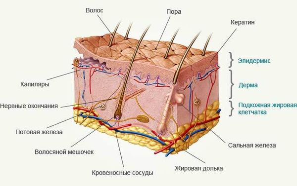 Строение  нашей кожи.