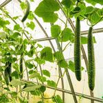 Огуречная сетка 1.5х500м Шпалерная сетка для подвязки вьющихся растений.