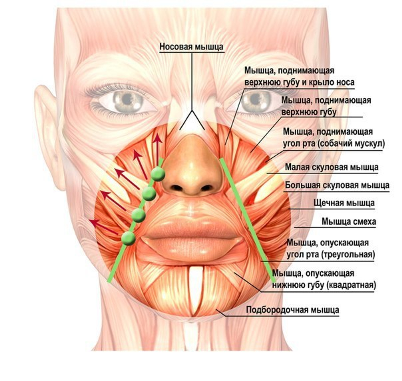 Немеет рот и язык. Мышцы лица носогубные складки анатомия. Мышца поднимающая верхнюю губу. Мышца поднимающая крыло носа. Гипертонус круговой мышцы рта.
