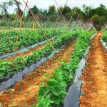 Огуречная сетка 1.5х500м Шпалерная сетка для подвязки вьющихся растений.