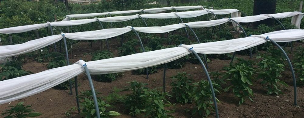 Парник "Гигант" (длинна-8м, ширина-160см, высота-120см,). Плотность 60г/м2.