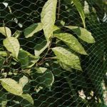 Защитная сетка от птиц 2х50 м (20х20мм). Зеленая. УФ-стабилизированная