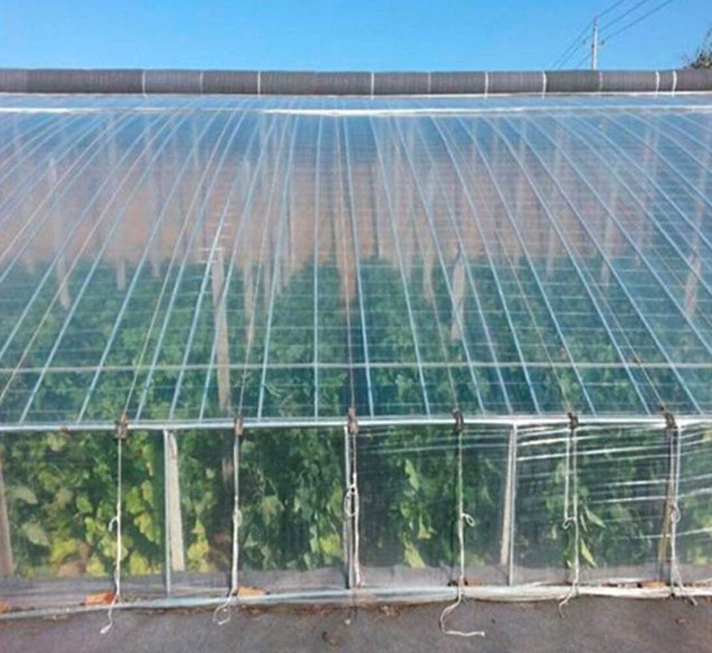 Пленка тепличная (белая), 150мкм, 3м/50м. Прозрачная (парниковая, полиэтиленовая)